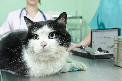 veterinary technician