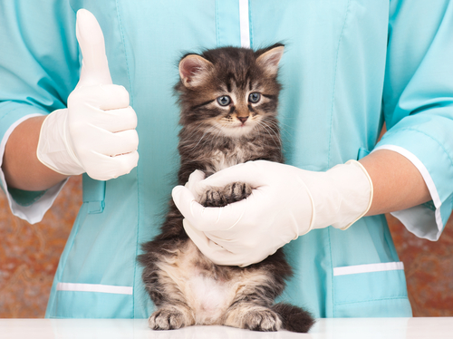 veterinary
