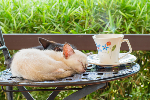 cat cafe owner