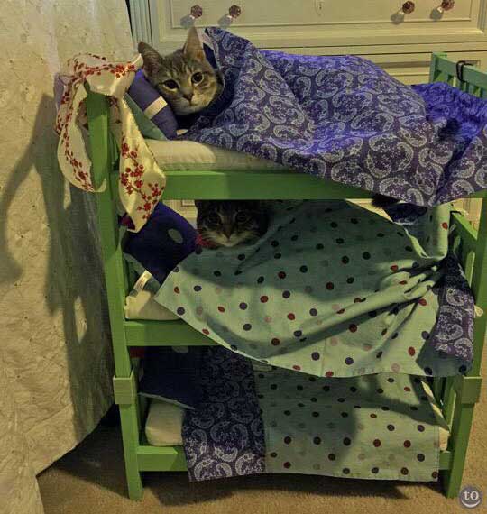 cat-sitter