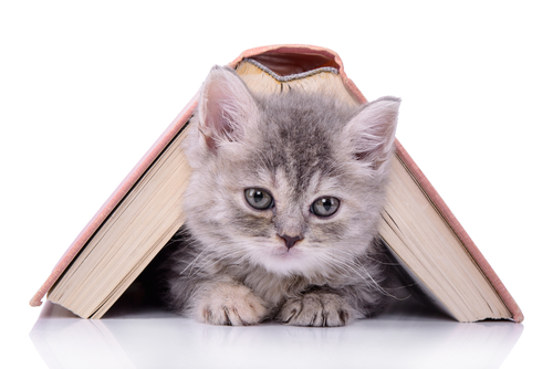 cat writer and blogger