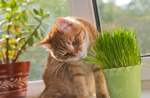 catnip seller