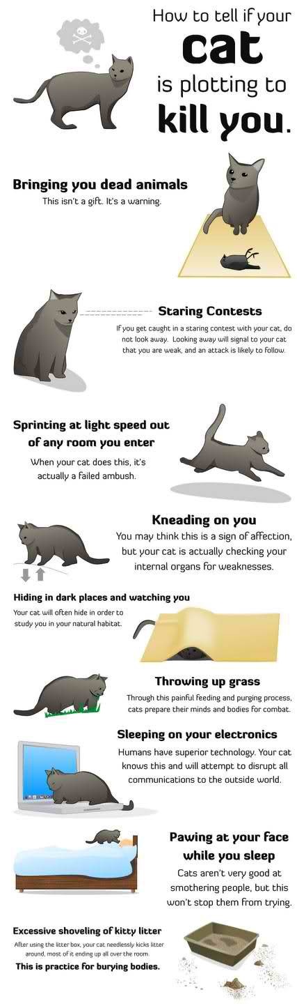 how-to-tell-if-your-cat-is-plotting-to-kill-you