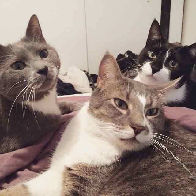 office-manager-cats