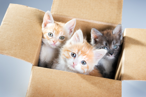 thinking outside of cat box